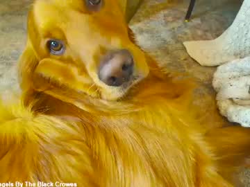 X_lily_x — XXX Stream on Chaturbate Adult webcam host x_lily_x at Chaturbate